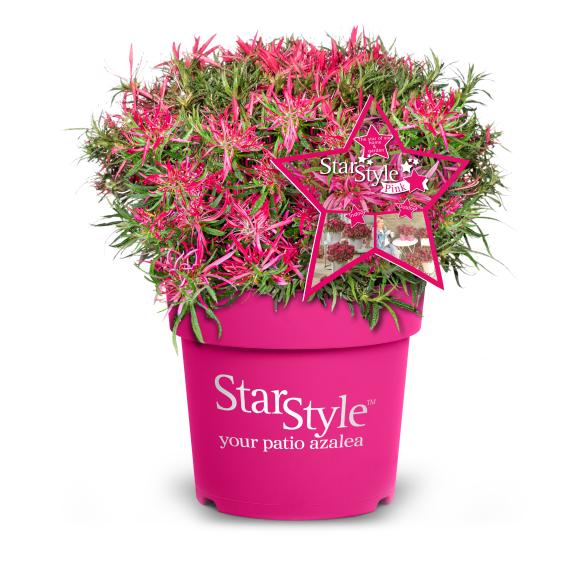 Alpenrose 'Star Style' pink