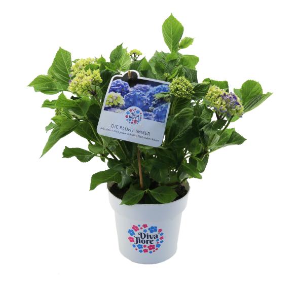 Bauernhortensie Diva Fiore