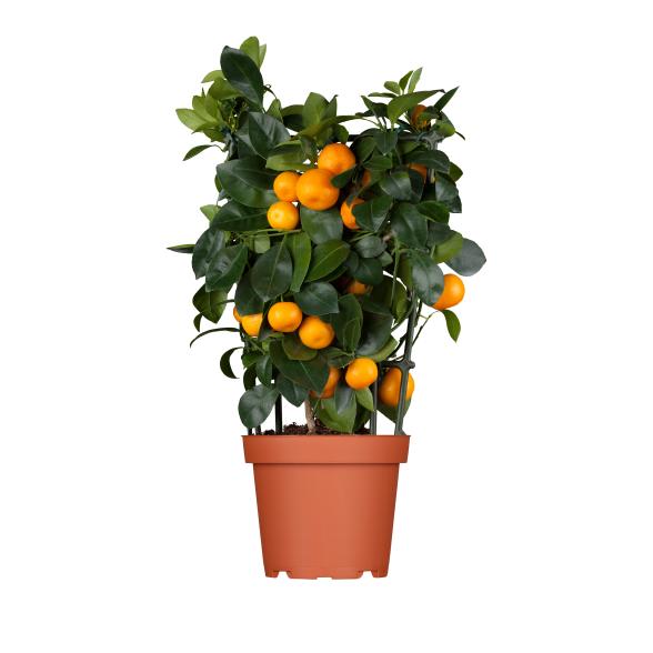 Zitrone Mix Spalier 40cm