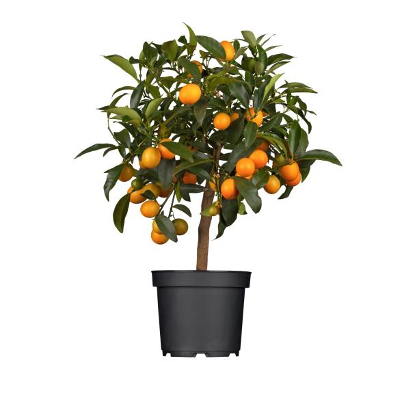 Zitrone Mix Stamm 40cm