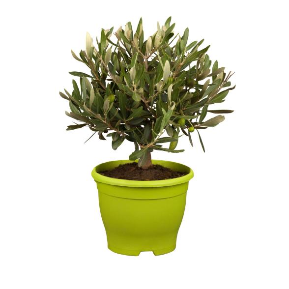 Oivenstrauch Busch 40cm