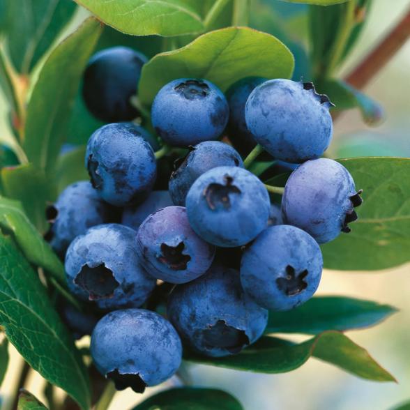 Heidelbeerbusch Goldtraube