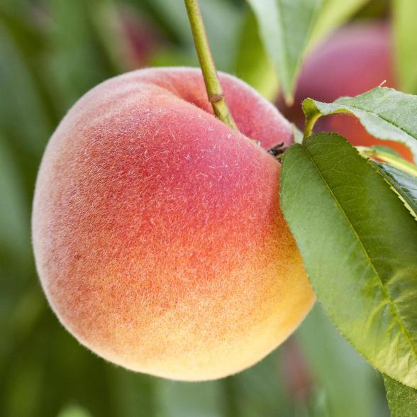 Pfirsich-Säule Aroma Spur