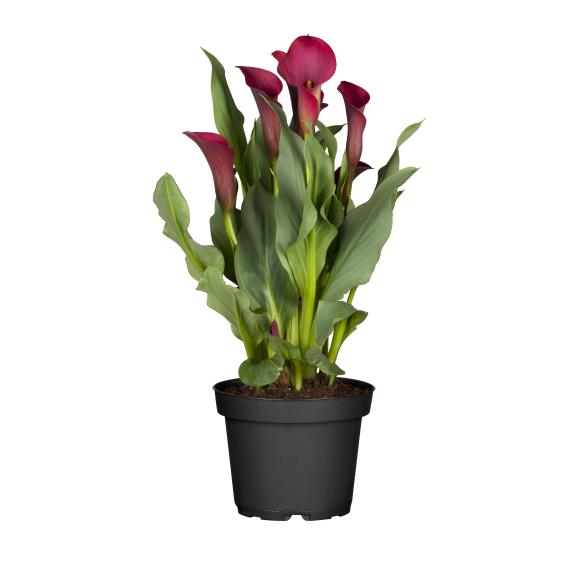 Calla T13 dunkelrot