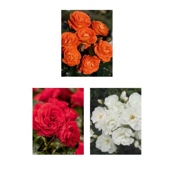 Rosen Die unschlagbaren Drei