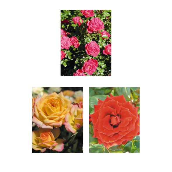 Rosen Klein aber Fein 3tlg.