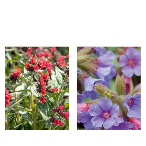 Die Frühblüher 2tlg.