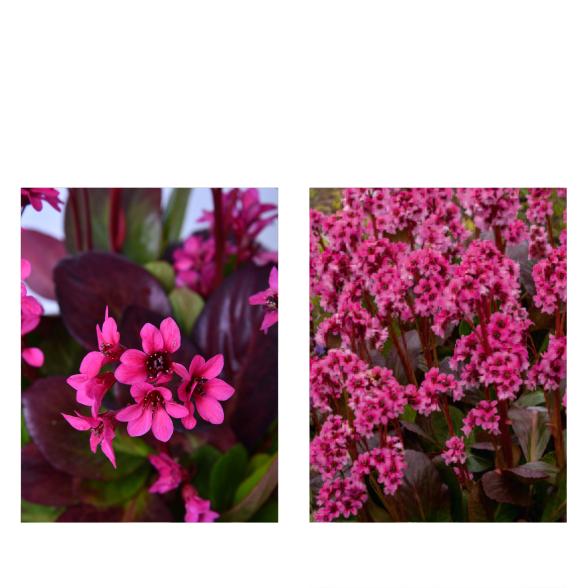 Bergenia-Set 2tlg.