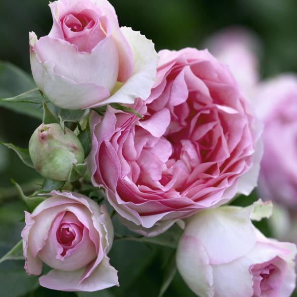 Strauchrose Kletter Mini Eden