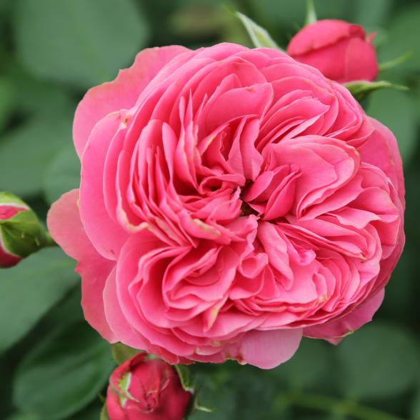 Edelrose rot Leonardo da Vinci