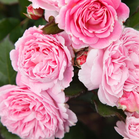 Parfuma Rose Marie Henriette