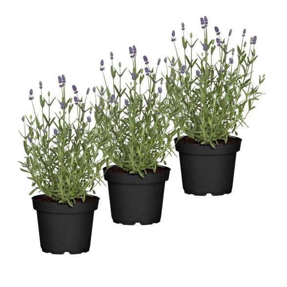 Lavendel 3er Set