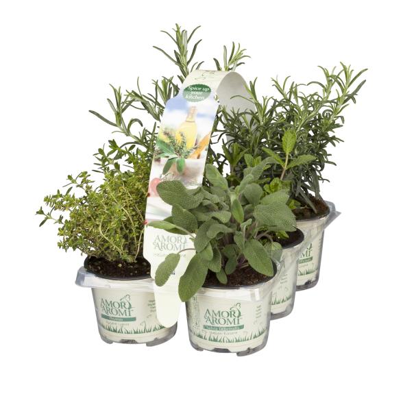 Gewürzpflanzenset BBQ/Grill