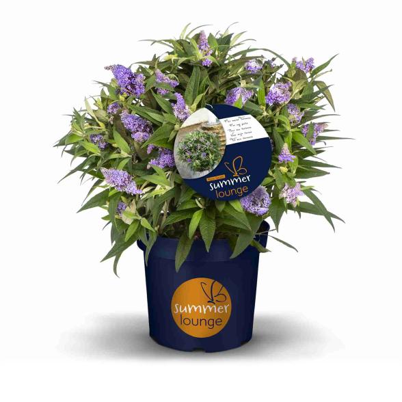 Schmetterlingsflieder blau