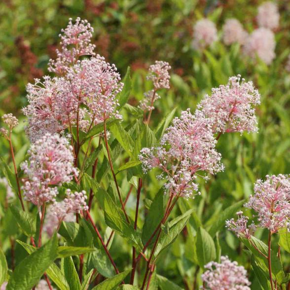 Säckelblume 'Marie Simon'