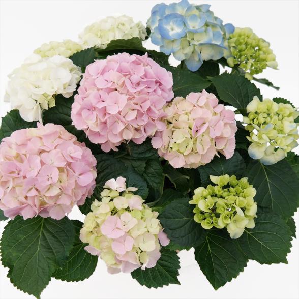 Bauernhortensie Trio