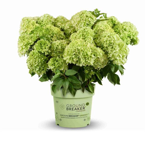 Zwerg-Rispenhortensie Greeny