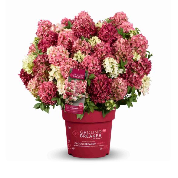 Zwerg-Rispenhortensie Blush