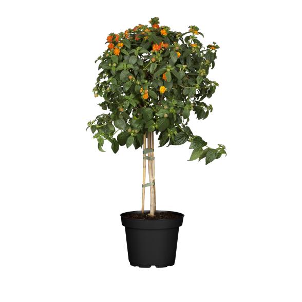 Wandelröschen orange