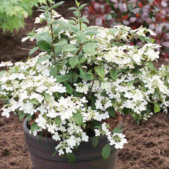 Japanischer Schneeball