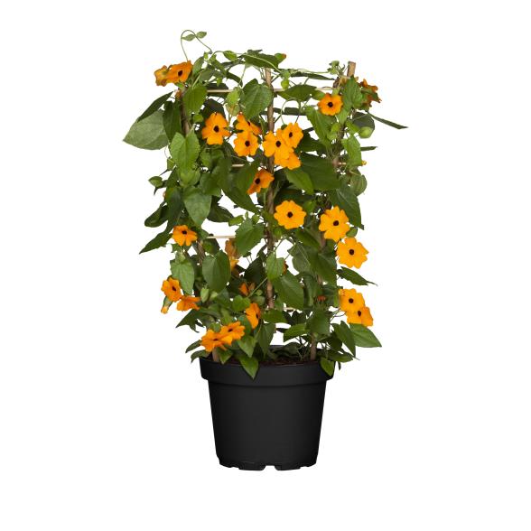 Schwarzäugige Susanne 2er Set