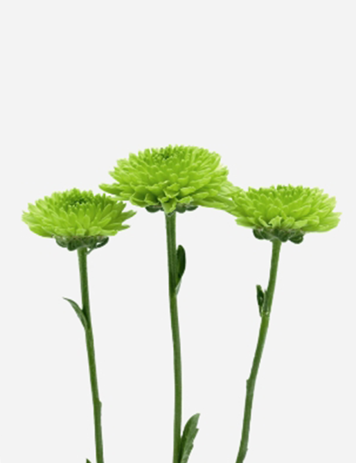 Immergrüne Blumenträume